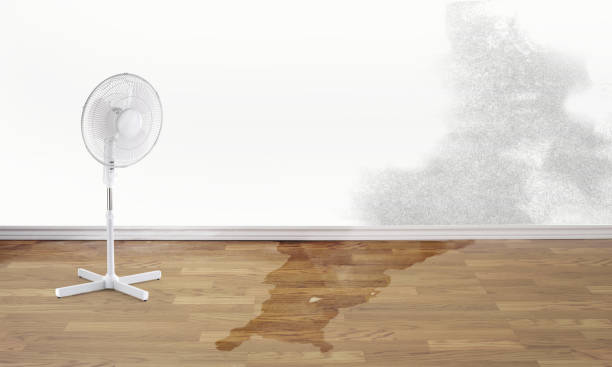 Best Basement water damage restoration  in Enfield, NC